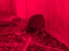 Een echte kiwi (in het donker)