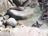 Seals