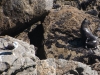 Seals