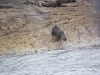 Zeehond net buiten op volle zee