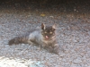 De kat in Ohakune
