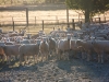 Schapen in de avondzon