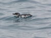De door ons gespotte pinguin