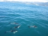Dusky Dolphins