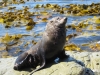 Seals