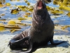 Seals