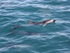 Dusky Dolphins