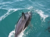 Dusky Dolphins