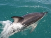 Dusky Dolphins