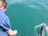 Dusky Dolphins