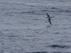 Albatros