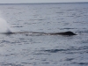 Sperm whale