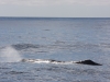 Sperm whale