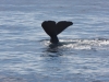 Sperm whale
