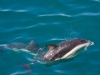 Dusky Dolphins