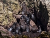 Seals